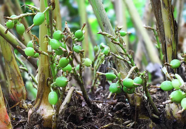 Green and unripe cardamom pods in plant in Kerala, India. Cardamom is the third most expensive spice by weight. Guatemala is the biggest producer of cardamom.