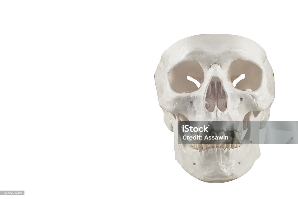 Menschlicher Schädel Modell Isoliert - Lizenzfrei Anatomie Stock-Foto