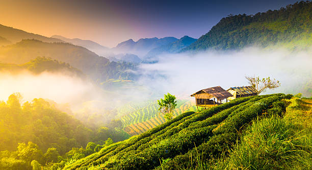 Beautiful sunshine at misty morning mountains .