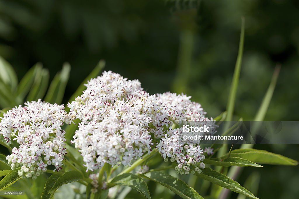 Zuckerhut Ältere, Danewort (Sambucus ebulus) - Lizenzfrei Ast - Pflanzenbestandteil Stock-Foto