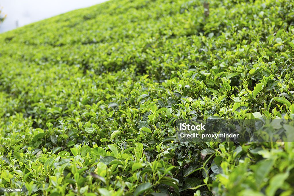 Herbata plantation Sri Lanka - Zbiór zdjęć royalty-free (Azja)