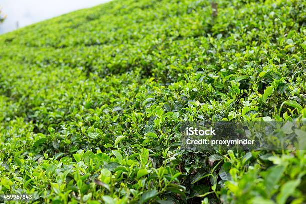 Herbata Plantation Sri Lanka - zdjęcia stockowe i więcej obrazów Azja - Azja, Pole, Bez ludzi