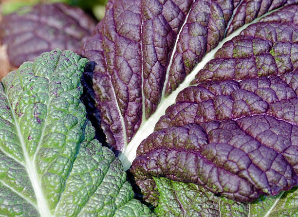 Giant red mustard stock photo