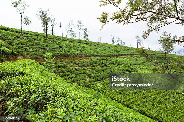 Piantagione Di Tè Dello Sri Lanka - Fotografie stock e altre immagini di Agricoltura - Agricoltura, Agricoltura biologica, Albero