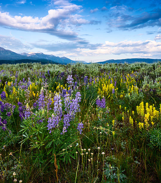 istock Beautiful lupine bloom in Idaho 459968625