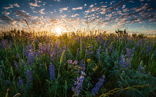 istock Lupine sunrise in Idaho 459968627