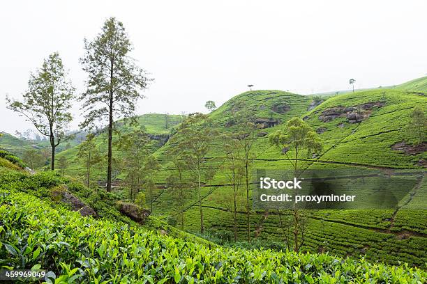 Teeplantage Auf Sri Lanka Stockfoto und mehr Bilder von Agrarbetrieb - Agrarbetrieb, Anhöhe, Asiatische Kultur