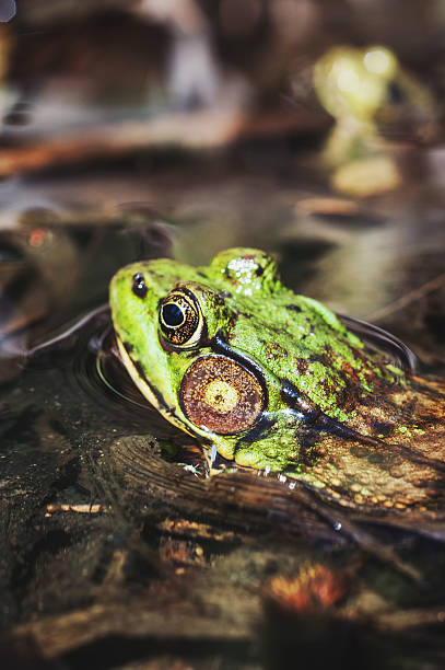 istock Wood Frogs in Pond 459969207