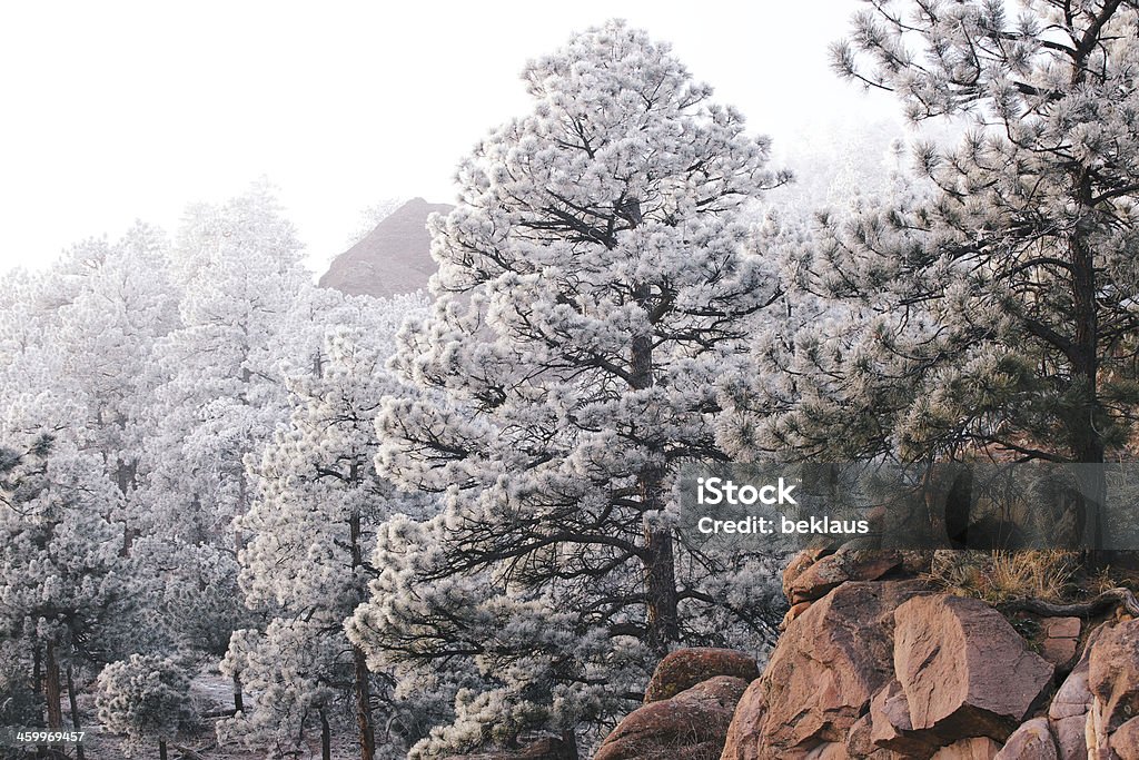 Foresta invernale sulle scogliere rocciose - Foto stock royalty-free di Alba - Crepuscolo