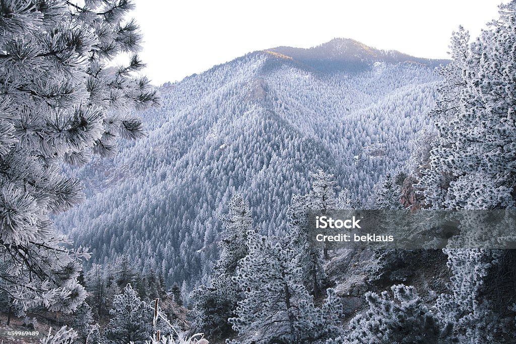 Foresta invernale - Foto stock royalty-free di Alba - Crepuscolo