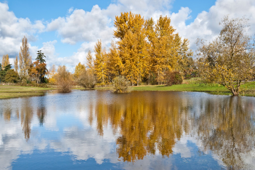 Cottonwood trees in the Pacific Northwest often shed their foliage in the fall without turning color. This tree held its leaves well into November one year, giving them a chance to turn color when the weather cooled off. This scene with the gold leaves reflected in a pond was photographed in Edgewood, Washington State, USA.