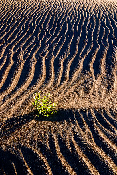 устойчивость - conquering adversity adversity plant desert стоковые фото и изображения