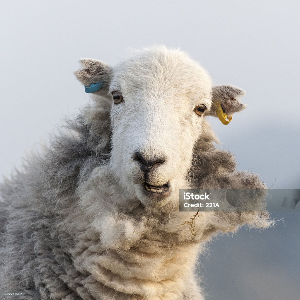 英国湖水地方： Herdwick 羊 - イギリスのロイヤリティフリーストックフォト