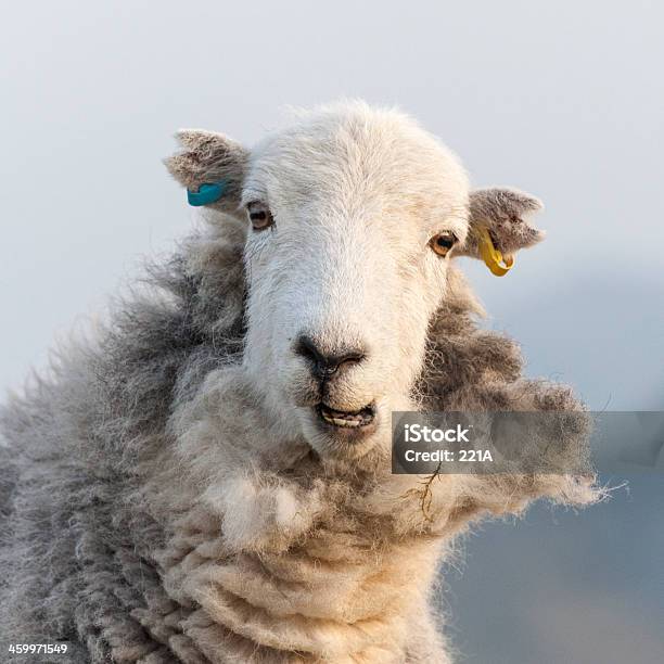 英国湖水地方 Herdwick 羊 - イギリスのストックフォトや画像を多数ご用意 - イギリス, イギリス 湖水地方, イングランド