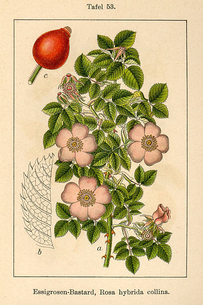 istock Botanic FiA v08 t53 Rosa hybrida collina 459971649
