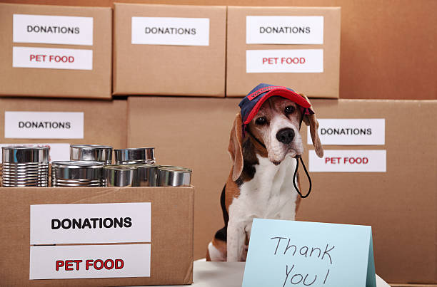 280 Dog Donation Box Charity And Relief Work Pets Stock Photos, Pictures &  Royalty-Free Images - iStock