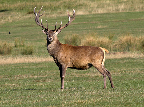 Just a few weeks before rutting starts in earnest, and this mature male red deer stag ( Cervus elaphus ) is already out to impress, standing like a stag at bay. He's not quite ready to take up cudgels yet, however – minutes later he was feeding together with two other mature males, both of whom will surely be bitter rivals in a month's time. Examples of red deer rutting action: .