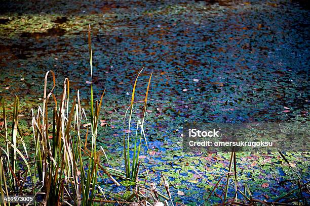 Foglie Dautunno - Fotografie stock e altre immagini di Acqua - Acqua, Ambientazione esterna, Andare giù