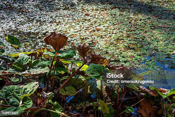 Hojas De Otoño Foto de stock y más banco de imágenes de Agua - Agua, Aire libre, Amarillo - Color