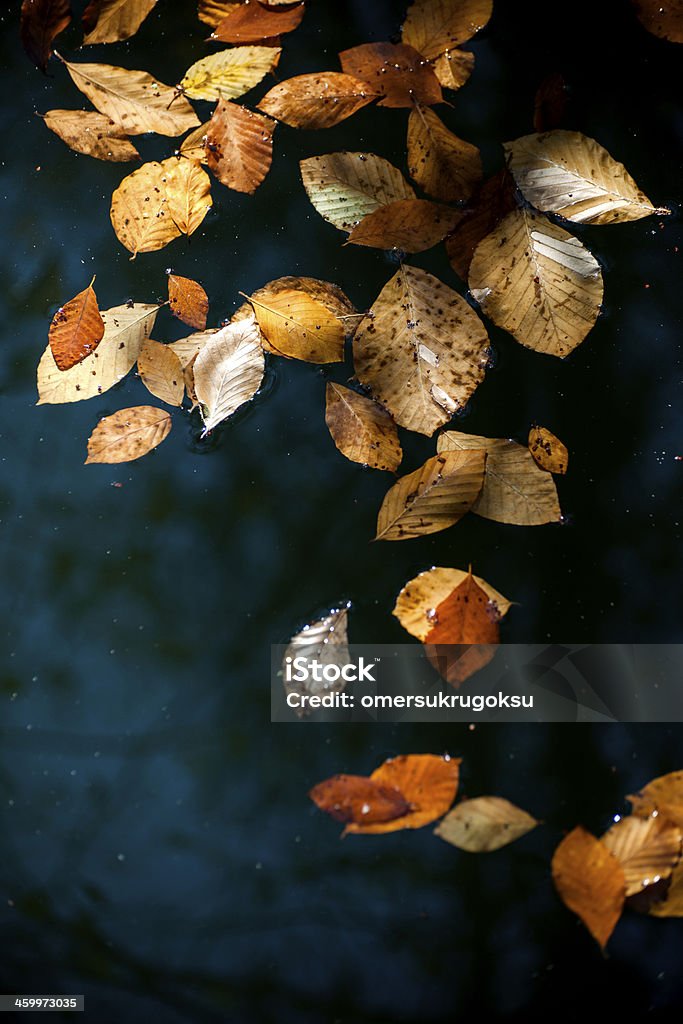 Herbst Blätter - Lizenzfrei Ansicht aus erhöhter Perspektive Stock-Foto