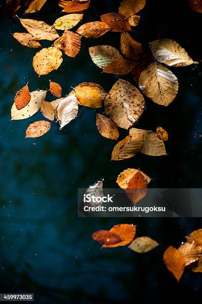 Herbst Blätter Stockfoto und mehr Bilder von Ansicht aus erhöhter Perspektive - Ansicht aus erhöhter Perspektive, Ausgedörrt, Blatt - Pflanzenbestandteile
