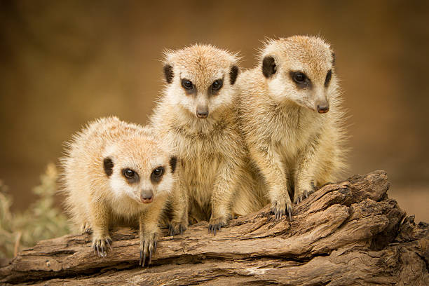 istock Meerkat Family 459973097