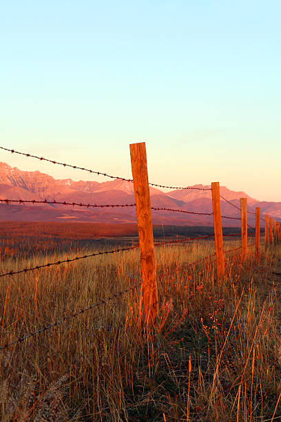 rural de manhã - barbed wire rural scene wooden post fence imagens e fotografias de stock