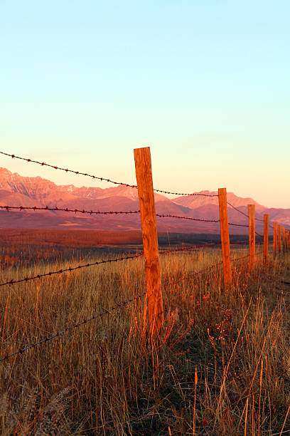 сельских утро - alberta prairie autumn field стоковые фото и изображения