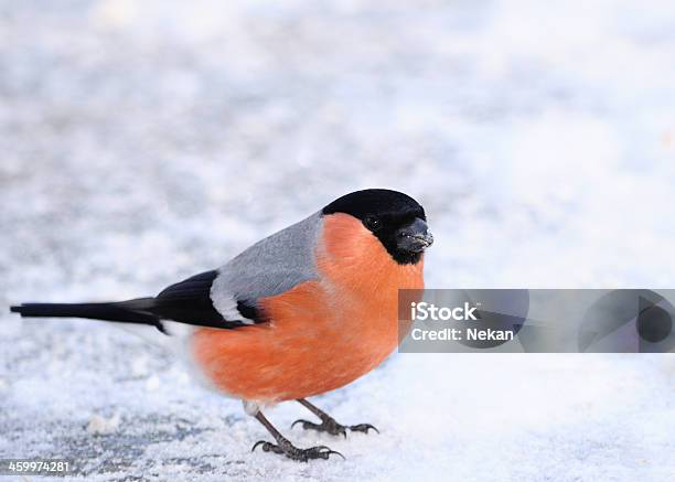 Bullfinch On The Snow Stock Photo - Download Image Now - Beauty In Nature, Bird, Color Image