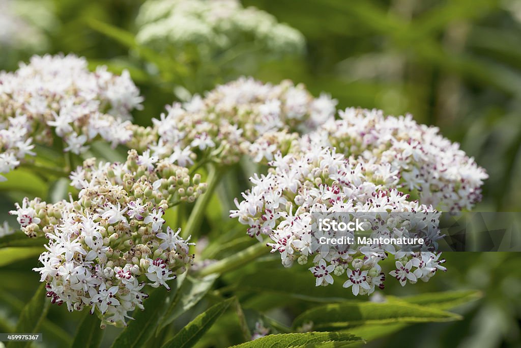 小人高齢者、Danewort （Sambucus ebulus ) - アローウッドのロイヤリティフリーストックフォト