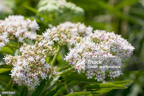 小人高齢者danewort Sambucus Ebulus - アローウッドのストックフォトや画像を多数ご用意 - アローウッド, オランダ, クローズアップ