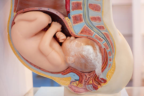 istock Human organ model of a baby inside a mother 459975457