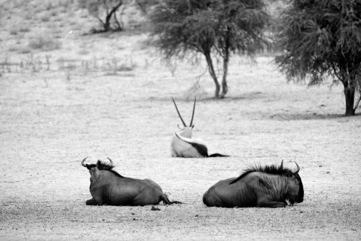 Two Kalahari wildebeest or gnu and a gemsbok or oryx resting in the Kalahari desert