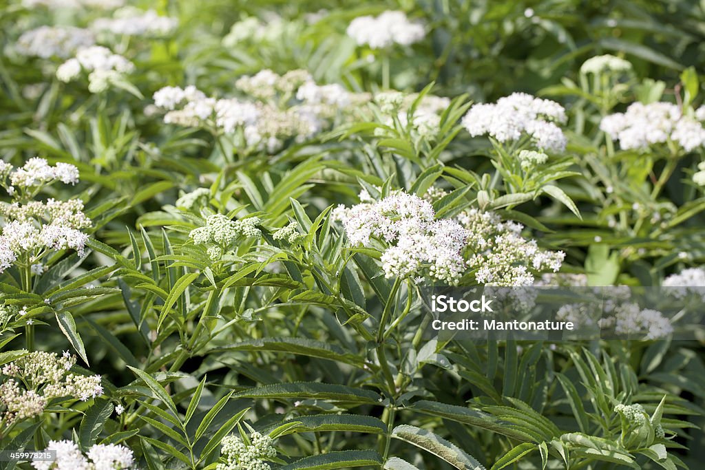 Zuckerhut Ältere, Danewort (Sambucus ebulus) - Lizenzfrei Ast - Pflanzenbestandteil Stock-Foto