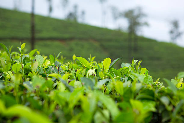 istock Tea plantation Sri Lanka 459978685