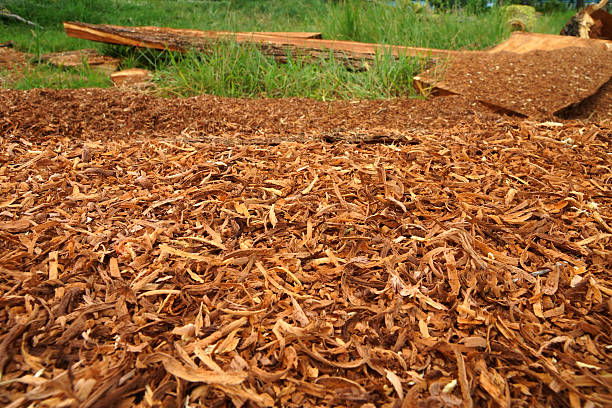 istock Wooden sawdust backgrounds. 459981229