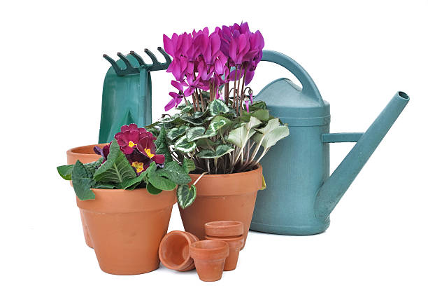 istock spring flowers and gardening 459981269