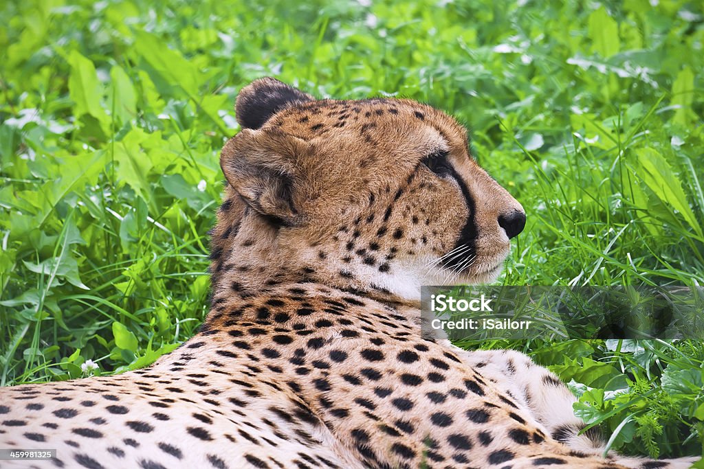 Gepard - Lizenzfrei Afrika Stock-Foto