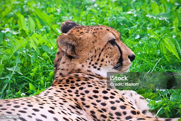 Ghepardo - Fotografie stock e altre immagini di Africa - Africa, Ambientazione esterna, Animale
