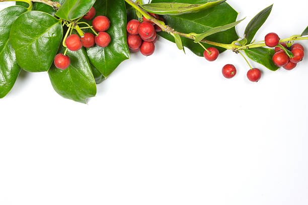 Christmas Border of holly on white stock photo