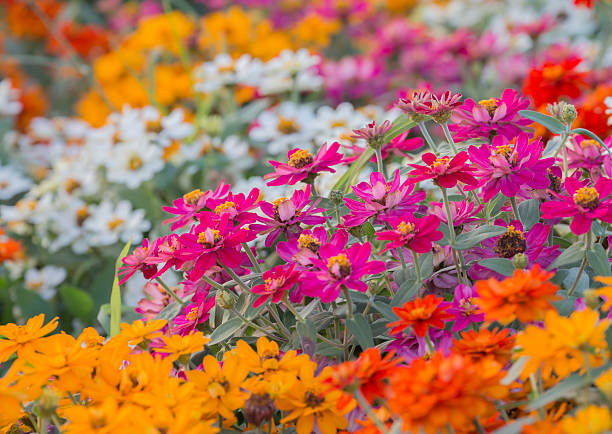 istock colourful flowers in  field 459981735