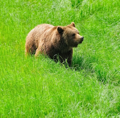 Cantabrian brown bear.