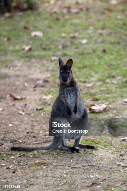 Kangaroo Stock Photo - Download Image Now - Animal Wildlife, Animals In The Wild, Color Image