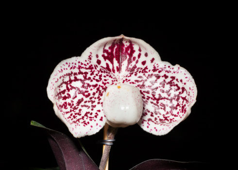 The macro photography of orchid with black background