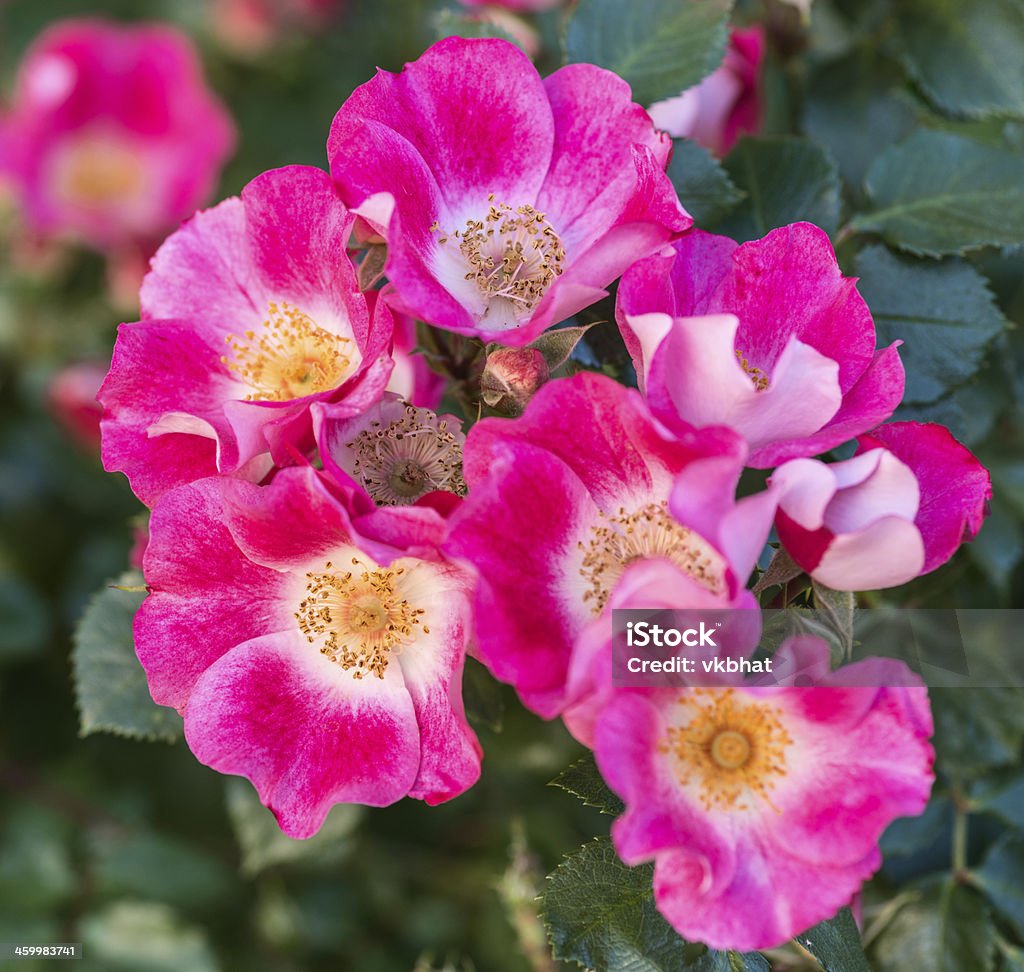 Bellissime rose - Foto stock royalty-free di Ambientazione esterna