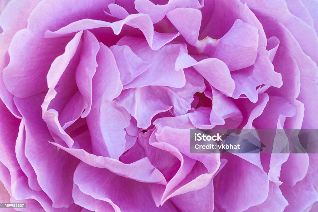 Pink Róża tło - Zbiór zdjęć royalty-free (Bez ludzi)