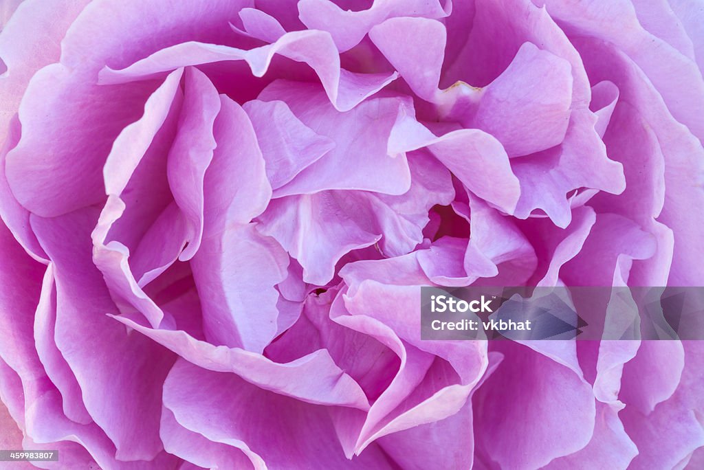 Fundo rosa Rosa - Royalty-free Beleza natural Foto de stock