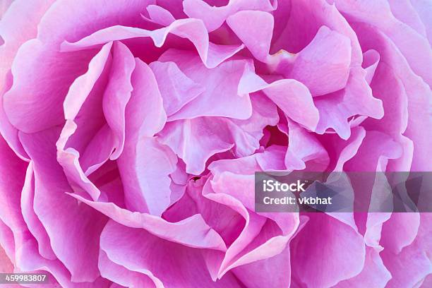 Fundo Rosa Rosa - Fotografias de stock e mais imagens de Beleza natural - Beleza natural, Cabeça de Flor, Cor Viva