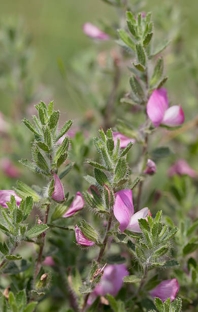 Common Rest-harrow (Ononis repens) Short to medium erect to spreading sub shrub; stems often rooting near base, sometimes with soft, weak spines. Leaves simple or trifoliate; leaflets oval, usually notched at the tip. The leaves are covered in glandular hairs which give a resinous smell on bruising. Flowers pink or purplish, 15-20mm, in lax leafy racemes.; wings equalling keel. Pods 5-7mm. millingerwaard stock pictures, royalty-free photos & images