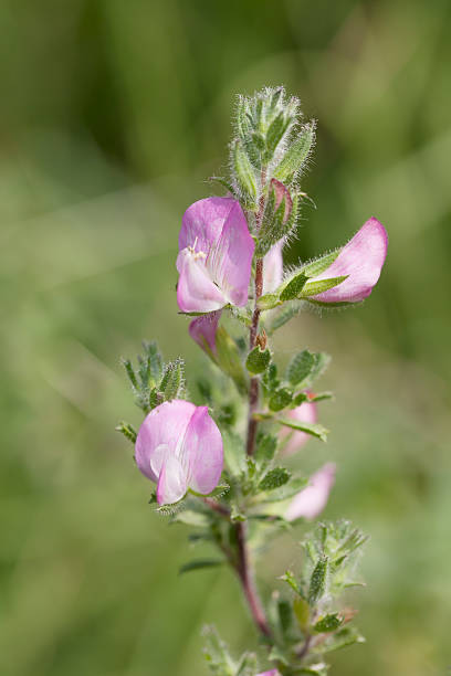 wspólne rest-brona (ononis repens) - millingerwaard zdjęcia i obrazy z banku zdjęć